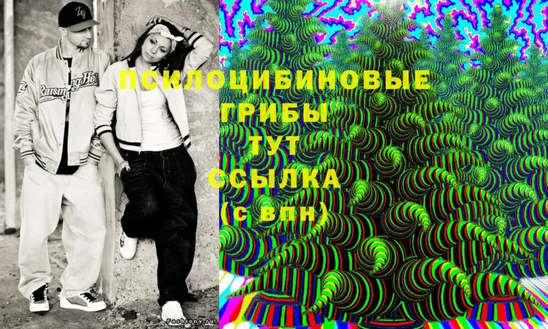 Псилоцибиновые грибы Cubensis  Белокуриха 